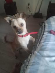 Found/Stray Male Dog last seen 73rd and Main st, Los Angeles, CA 90003