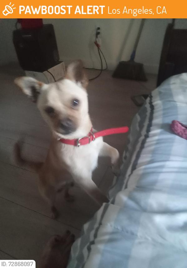 Found/Stray Male Dog last seen 73rd and Main st, Los Angeles, CA 90003