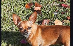 Lost Female Dog last seen La Sierra and Cochran, Riverside, CA 92505