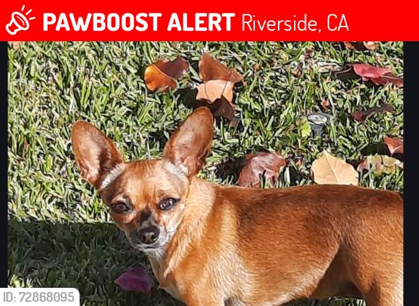 Lost Female Dog last seen La Sierra and Cochran, Riverside, CA 92505