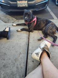 Lost Female Dog last seen Presbyterian Church on 4th and date, San Diego, CA 92101