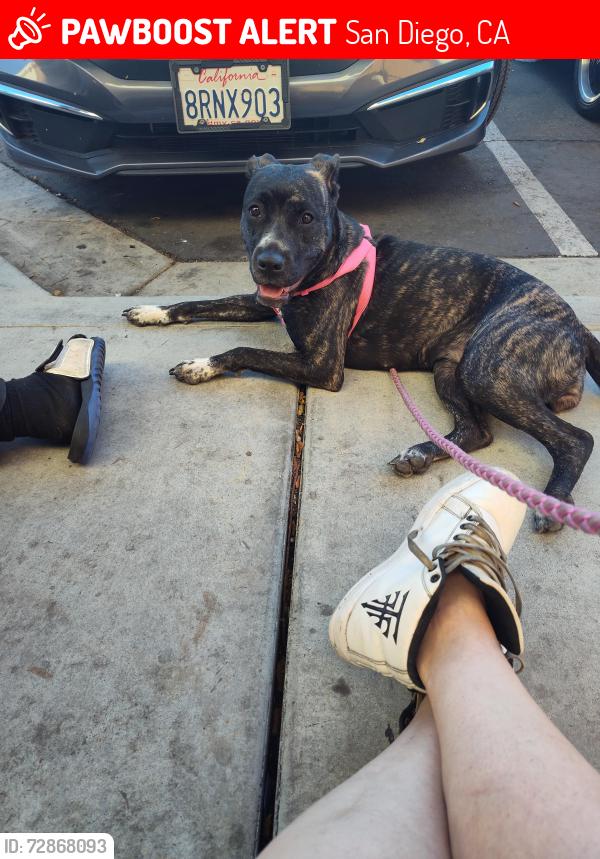 Lost Female Dog last seen Presbyterian Church on 4th and date, San Diego, CA 92101