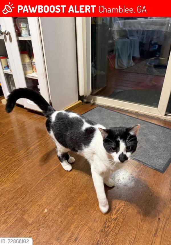 Lost Male Cat last seen Trafalgar way , Chamblee, Chamblee, GA 30341