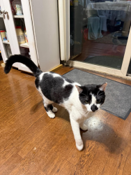Lost Male Cat last seen Trafalgar way , Chamblee, Chamblee, GA 30341