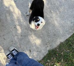Lost Female Dog last seen n main st 78064, Pleasanton, TX 78064
