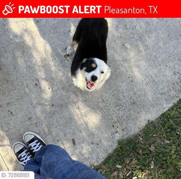 Lost Female Dog last seen n main st 78064, Pleasanton, TX 78064
