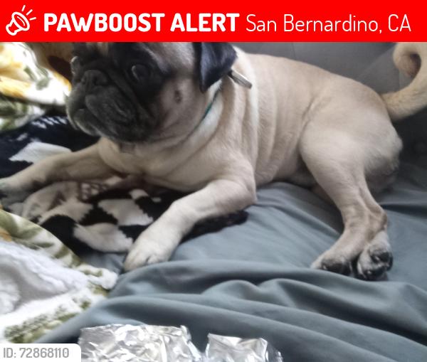 Lost Male Dog last seen Crescent ave , San Bernardino, CA 92401