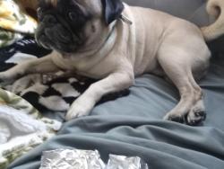 Lost Male Dog last seen Crescent ave , San Bernardino, CA 92401