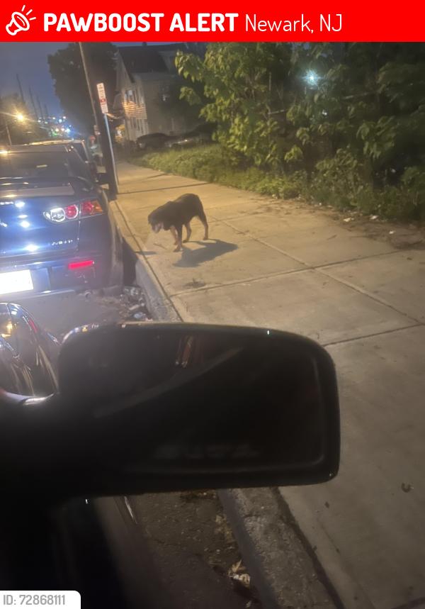 Lost Unknown Dog last seen Hawthorne Ave Baptist church , Newark, NJ 07108
