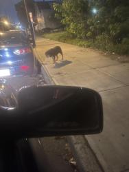 Lost Unknown Dog last seen Hawthorne Ave Baptist church , Newark, NJ 07108