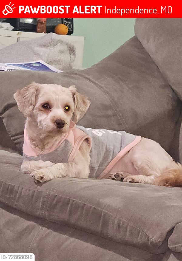 Lost Female Dog last seen Lee Summit Rd and bass pro Rd, Independence, MO 64055