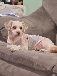 Lost Female Dog last seen Lee Summit Rd and bass pro Rd, Independence, MO 64055