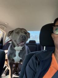 Reunited Female Dog last seen Lee landing rd, New Bern, NC 28560