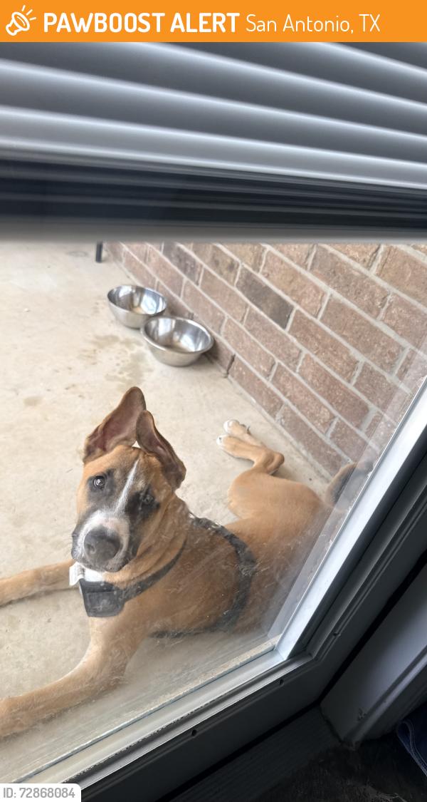 Found/Stray Male Dog last seen Wiseman and 1604, San Antonio, TX 78253