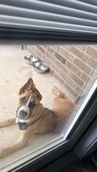 Found/Stray Male Dog last seen Wiseman and 1604, San Antonio, TX 78253