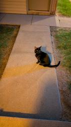 Found/Stray Unknown Cat last seen Right by utica elementary School, Shelby Township, MI 48317