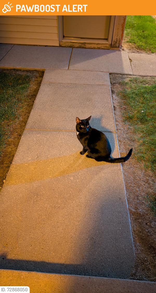 Found/Stray Unknown Cat last seen Right by utica elementary School, Shelby Township, MI 48317