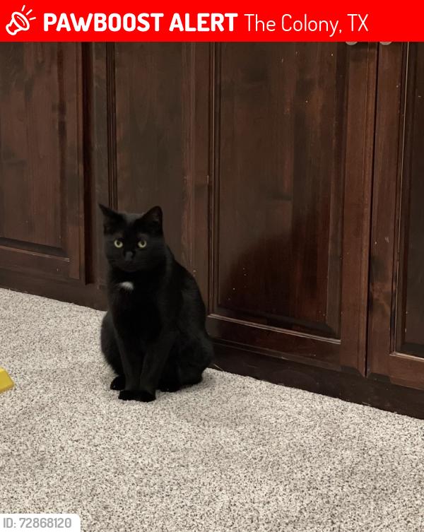 Lost Female Cat last seen Prestwick Park, The Colony, TX 75056