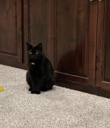 Lost Female Cat last seen Prestwick Park, The Colony, TX 75056
