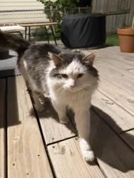 Found/Stray Unknown Cat last seen Kostner, Chicago, IL 60651