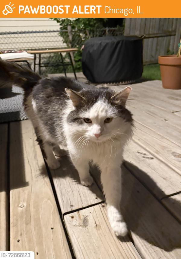 Found/Stray Unknown Cat last seen Kostner, Chicago, IL 60651
