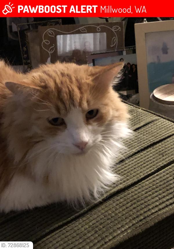 Lost Male Cat last seen Dalton Ave and Bessie, Millwood, WA 99212