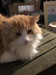 Lost Male Cat last seen Dalton Ave and Bessie, Millwood, WA 99212