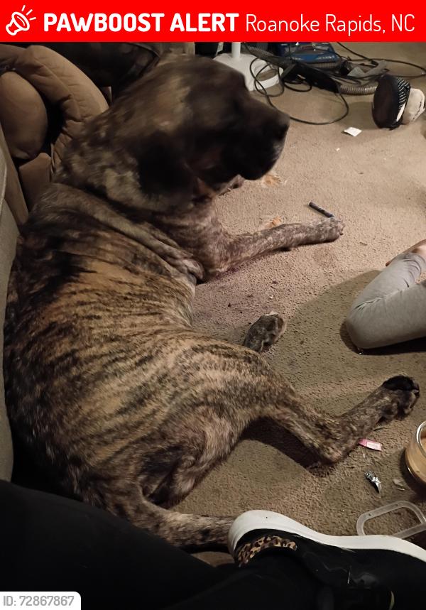 Lost Female Dog last seen Near old Halifax Rd Roanoke rapids North Carolina , Roanoke Rapids, NC 27870