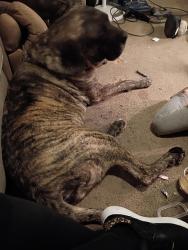 Lost Female Dog last seen Near old Halifax Rd Roanoke rapids North Carolina , Roanoke Rapids, NC 27870