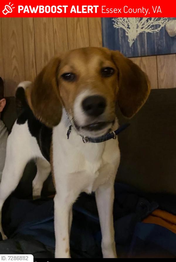 Lost Female Dog last seen Howerton road, Howertons, VA 22454