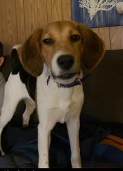 Lost Female Dog last seen Howerton road, Howertons, VA 22454