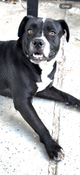 Found/Stray Female Dog last seen By garbage cans in 47th Ave , Glendale, AZ 85301