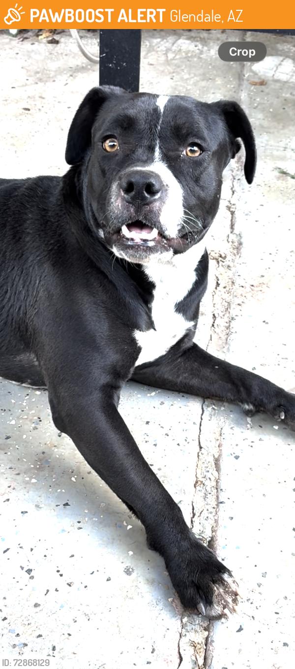 Found/Stray Female Dog last seen By garbage cans in 47th Ave , Glendale, AZ 85301