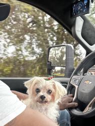 Lost Female Dog last seen Dr. Roberts & Rodin, DeFuniak Springs, FL 32433