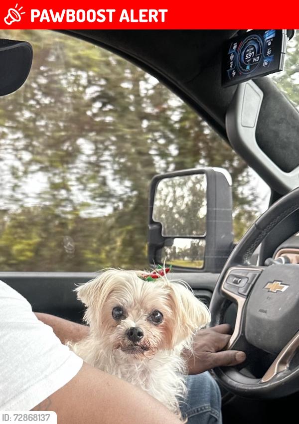 Lost Female Dog last seen Dr. Roberts & Rodin, DeFuniak Springs, FL 32433