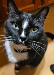 Lost Male Cat last seen Florence, Capital Heights, Claycut, Baton Rouge, LA 70806