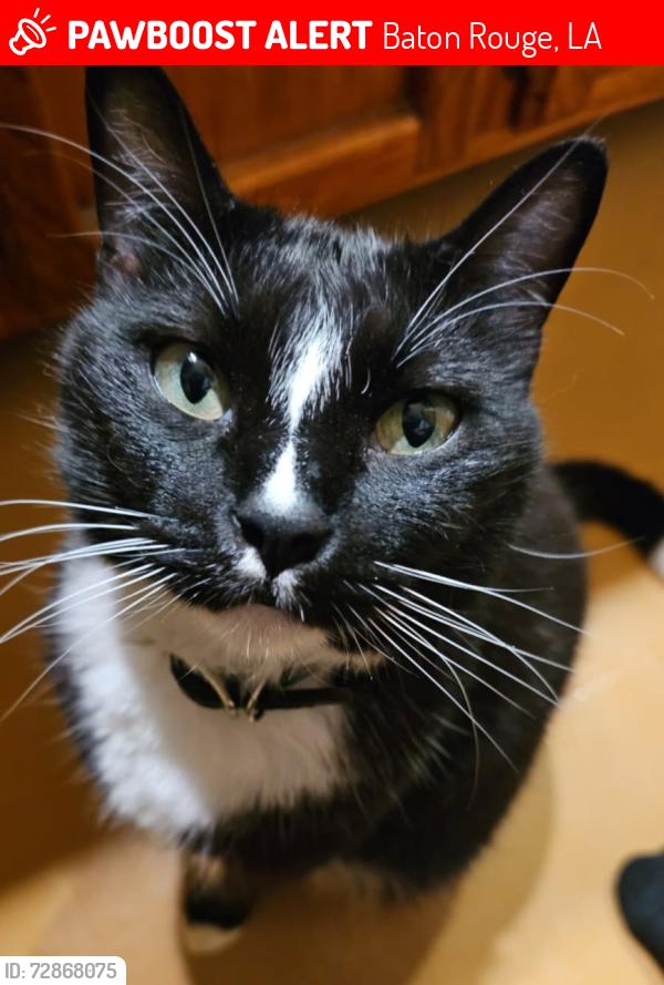 Lost Male Cat last seen Florence, Capital Heights, Claycut, Baton Rouge, LA 70806