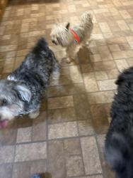 Found/Stray Male Dog last seen Near s. Ottawa rd Virginia Beach, Va, Virginia Beach, VA 23462