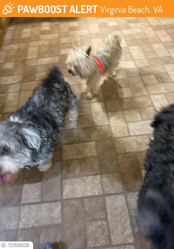 Found/Stray Male Dog last seen Near s. Ottawa rd Virginia Beach, Va, Virginia Beach, VA 23462
