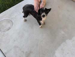 Found/Stray Female Dog last seen Near Barton Rd, Grand Terrace, CA 92313, Grand Terrace, CA 92313