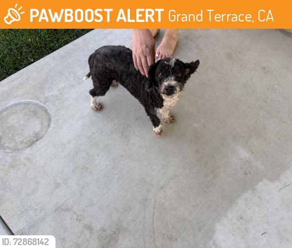 Found/Stray Female Dog last seen Near Barton Rd, Grand Terrace, CA 92313, Grand Terrace, CA 92313