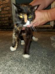 Found/Stray Female Cat last seen In front of my apmt, Hammond, LA 70401