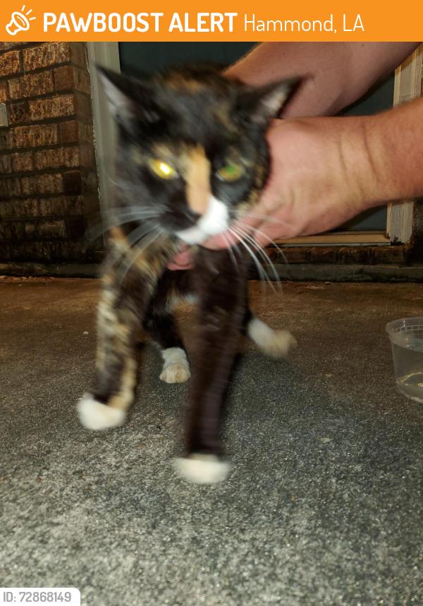 Found/Stray Female Cat last seen In front of my apmt, Hammond, LA 70401