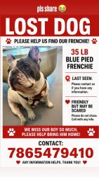 Lost Male Dog last seen 97fh ave coral wat, Miami, FL 33165