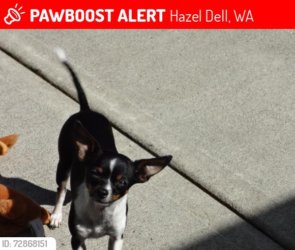 Lost Female Dog last seen 28th place & 88th Avenue, Hazel Dell, WA 98665