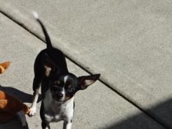 Lost Female Dog last seen 28th place & 88th Avenue, Hazel Dell, WA 98665