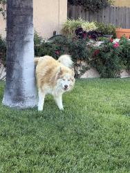 Found/Stray Male Dog last seen Acacia x Lurelane , Rialto, CA 92376