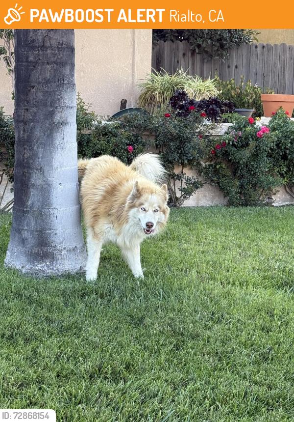 Found/Stray Male Dog last seen Acacia x Lurelane , Rialto, CA 92376