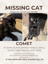 Lost Female Cat last seen Elder Avenue and Summerton Way, opposite Forestdale Elementary , Springfield, VA 22150
