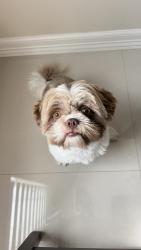 Lost Male Dog last seen W chapin st Edinburg TX, Edinburg, TX 78541